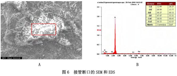 接管斷口的 SEM 和 EDS